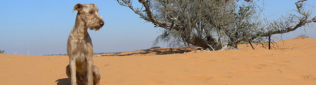 Okatore Content Image