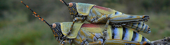 Okatore Content Image