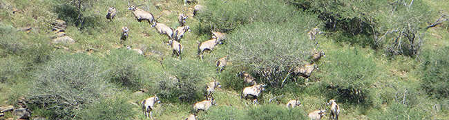 Okatore Content Image