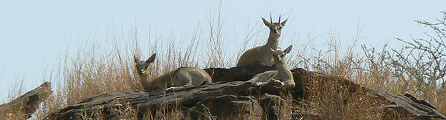 Okatore Content Image