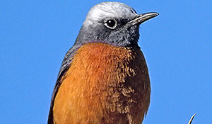 Okatore Column Image