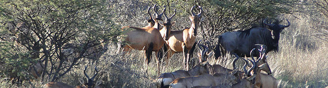 Okatore Content Image