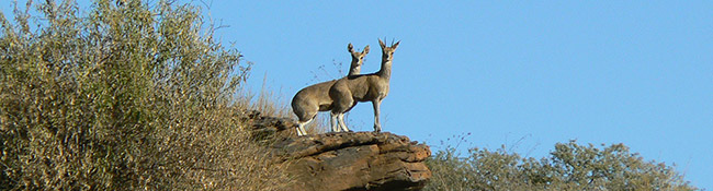 Okatore Content Image