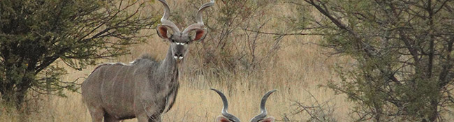 Okatore Content Image