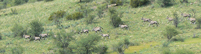 Okatore Content Image