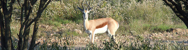Okatore Content Image