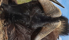 Black Wildebeest Black Wildebeest