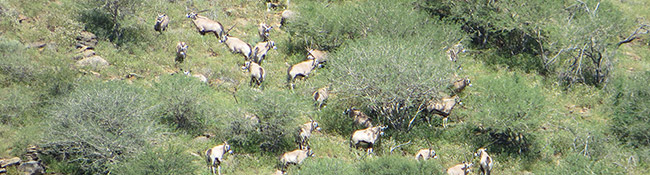 Okatore Content Image