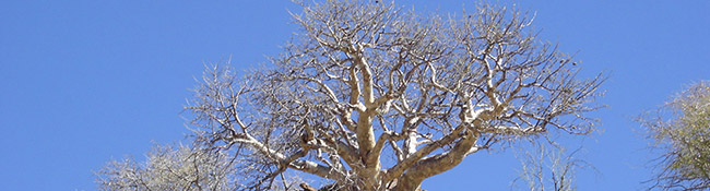Okatore Content Image